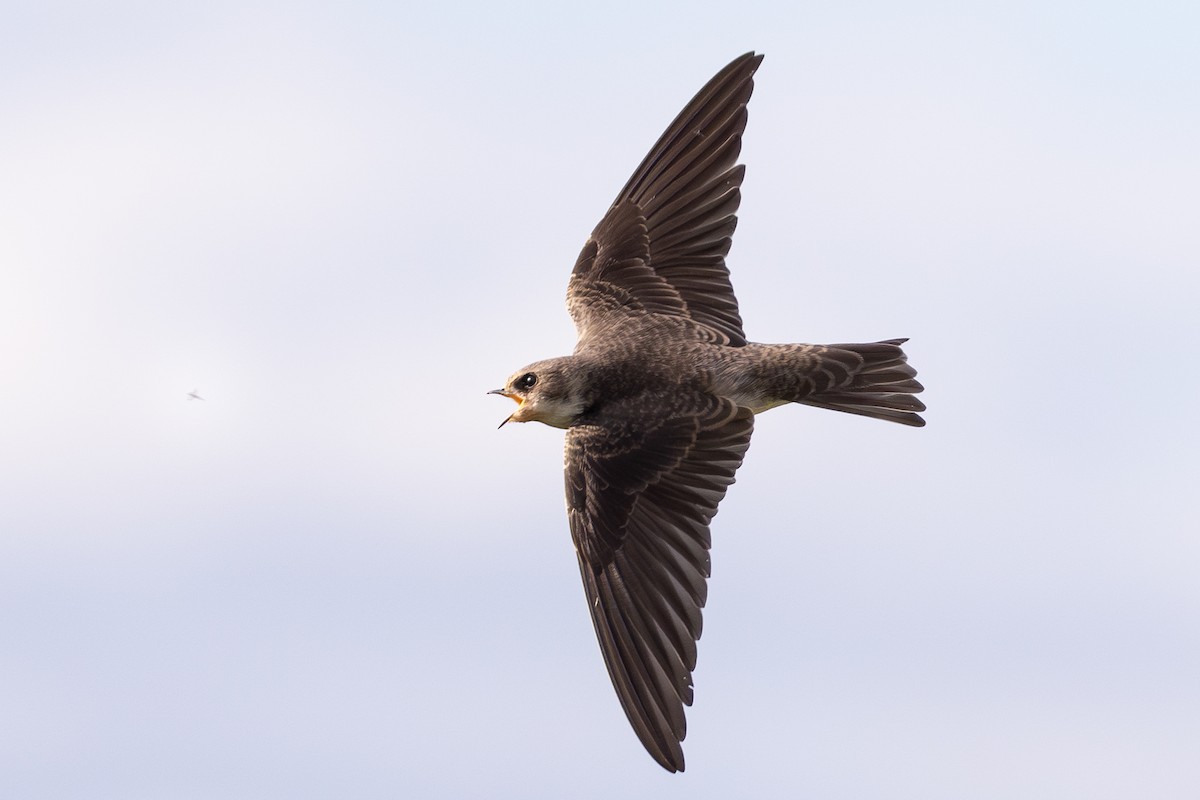 Avión Zapador - ML650696563