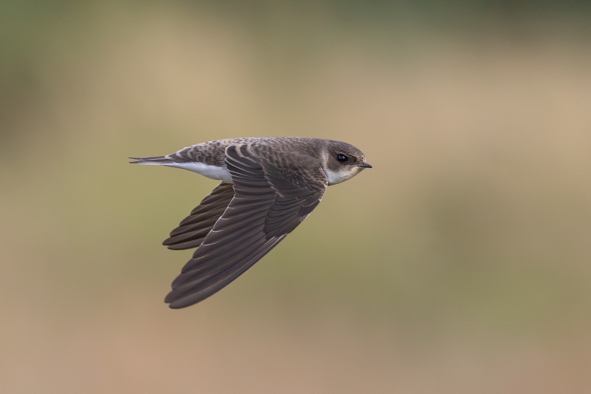Avión Zapador - ML650696564