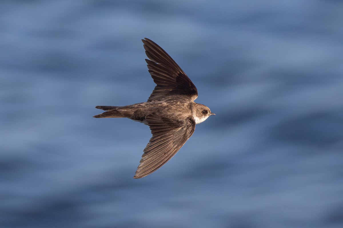 Avión Zapador - ML650696565