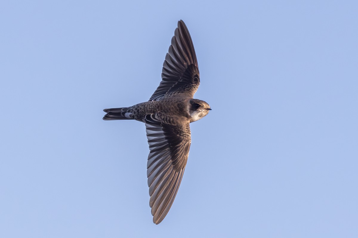 Avión Zapador - ML650696566