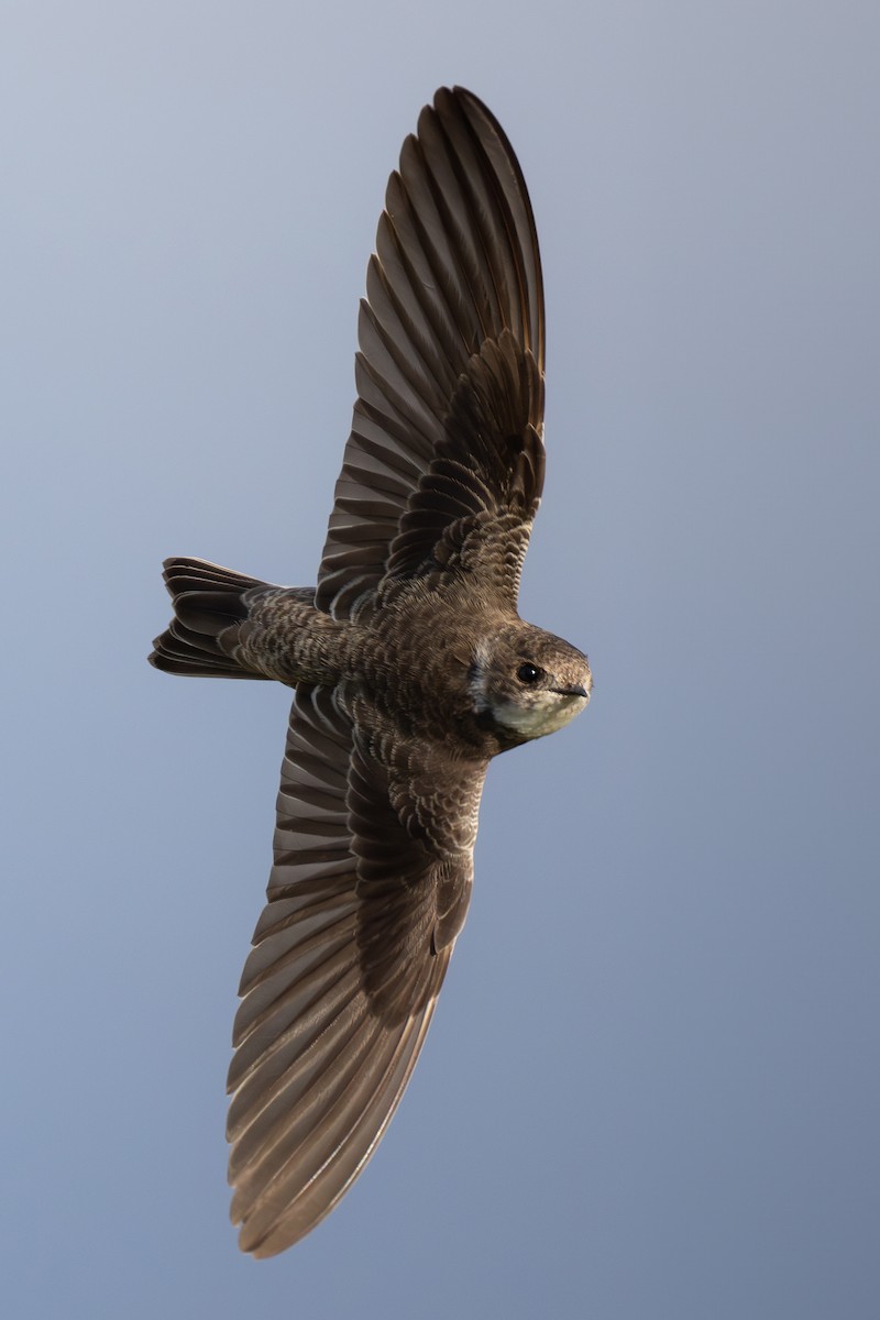 Avión Zapador - ML650696567