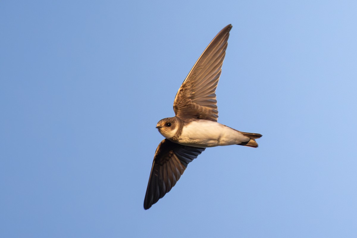 Avión Zapador - ML650696568