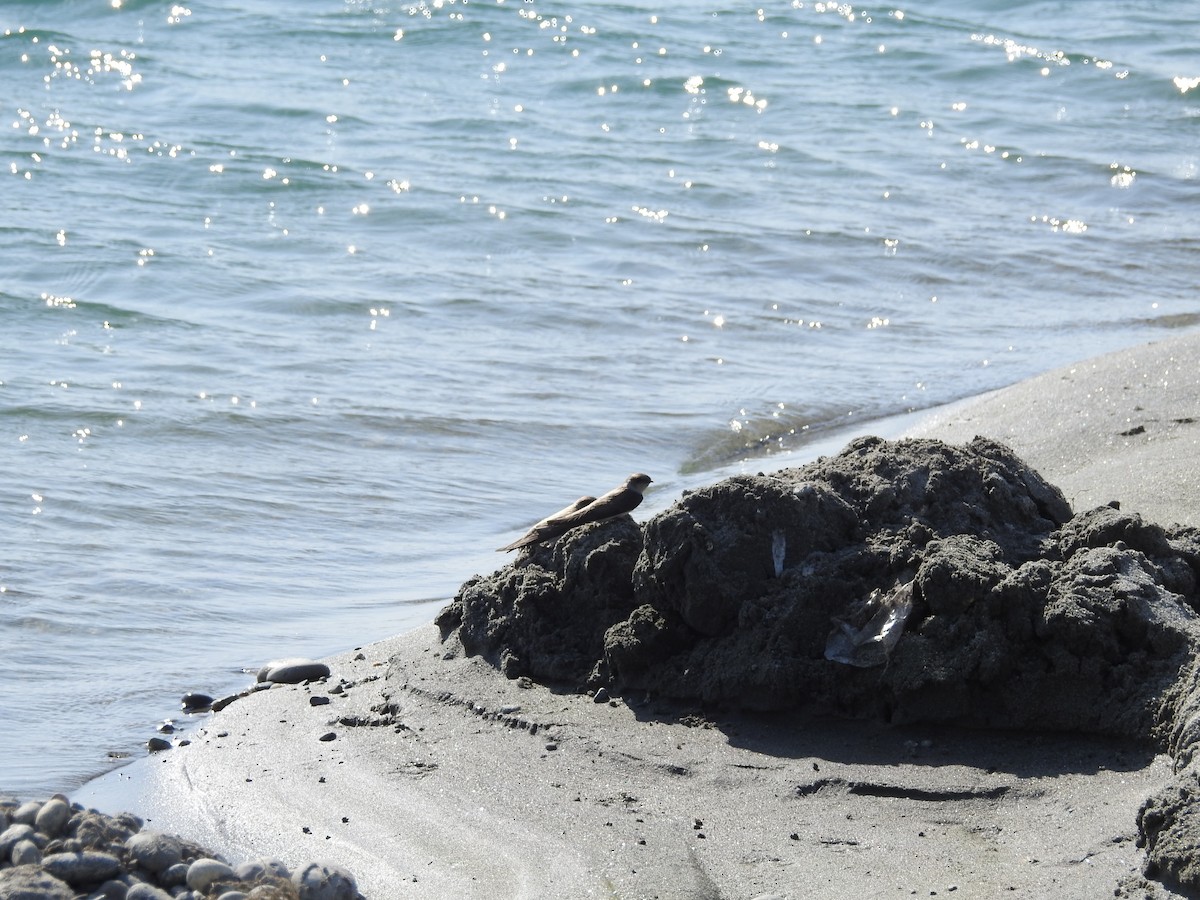 Avión Zapador - ML650696628