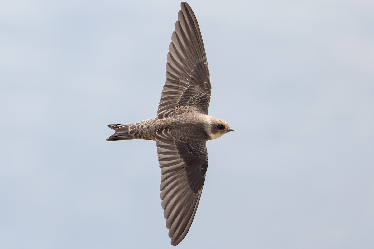 Avión Zapador - ML650696718