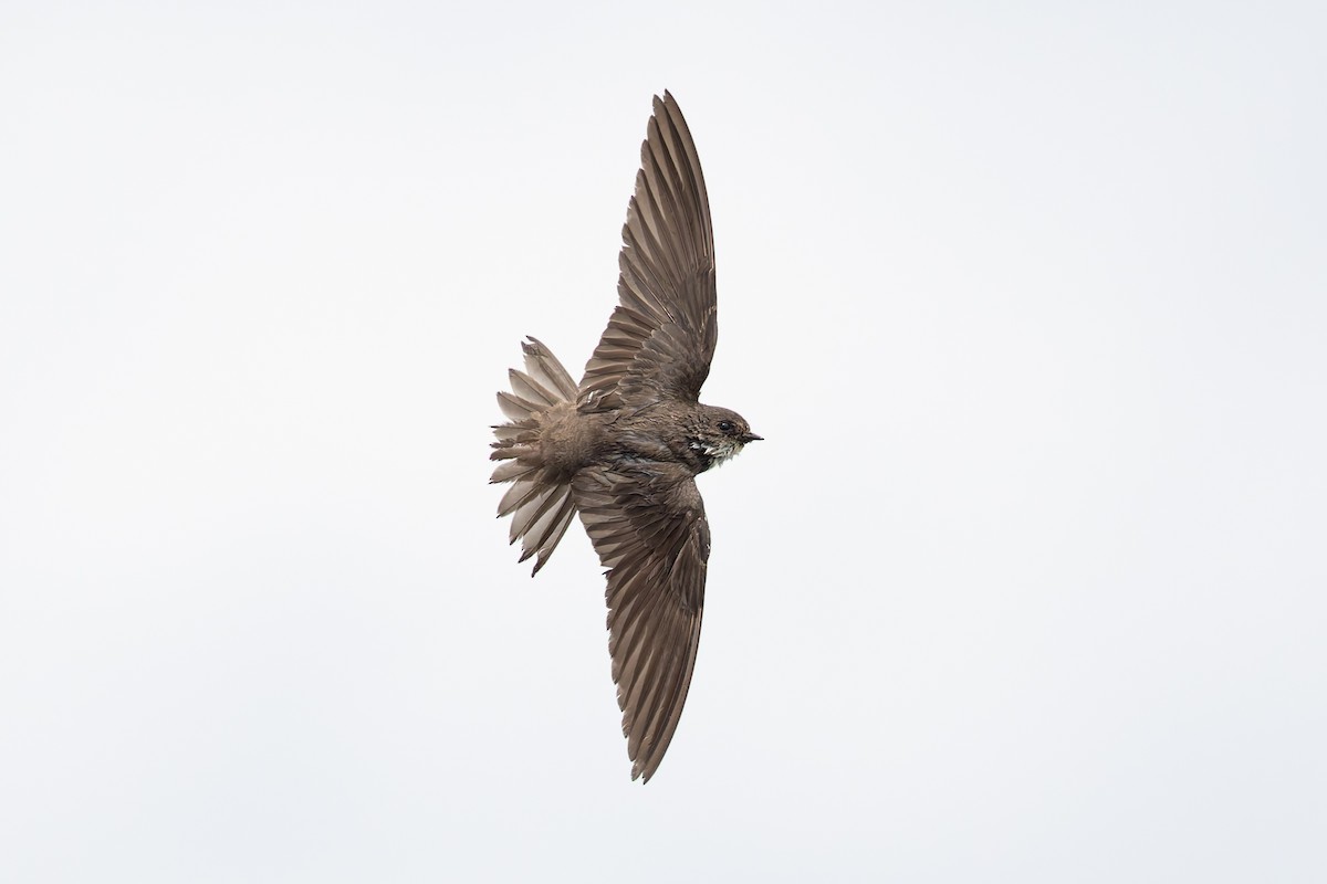 Avión Zapador - ML650696719