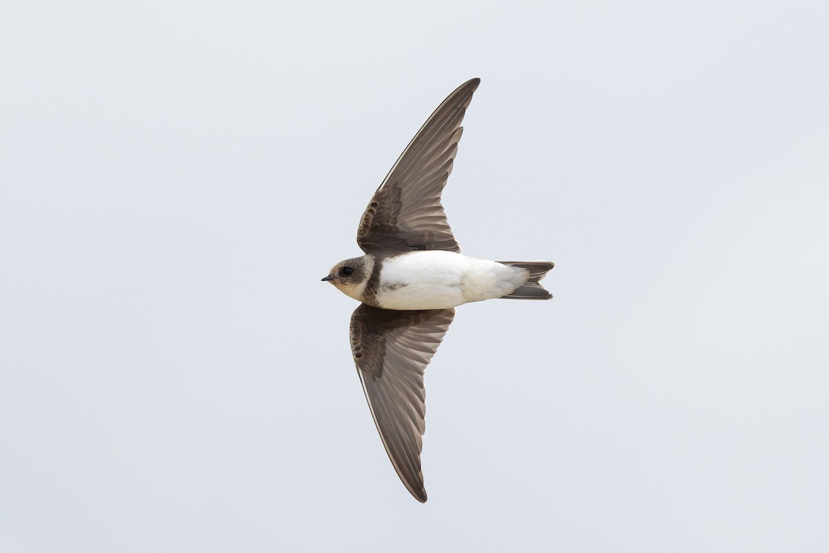 Avión Zapador - ML650696720