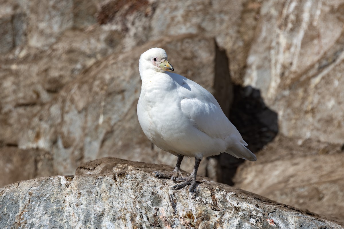 Snowy Sheathbill - ML650696965
