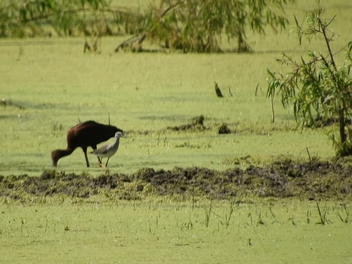 Einsiedelwasserläufer - ML650697114