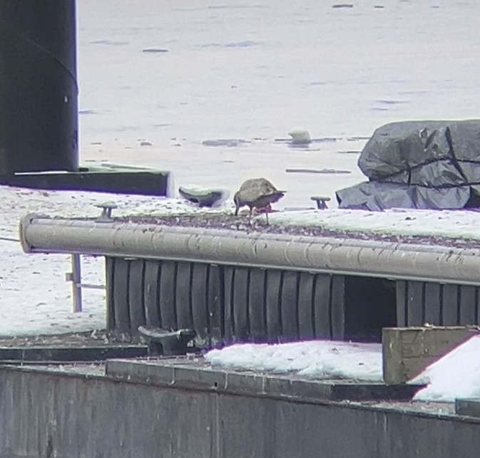 Larinae sp. - ML650697958