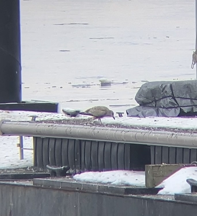 Larinae sp. - ML650697959