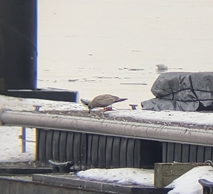 Larinae sp. - ML650697960