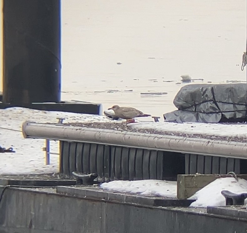 Larinae sp. - ML650697961