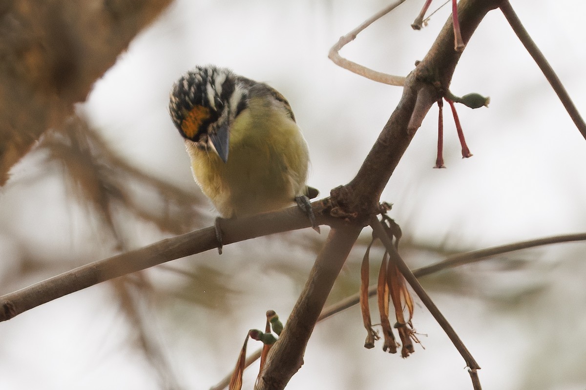Yellow-fronted Tinkerbird - ML650698021