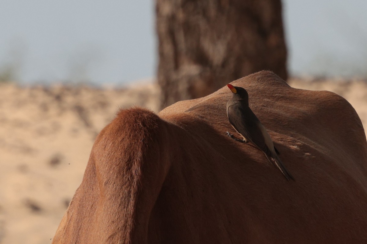 Yellow-billed Oxpecker - ML650698077