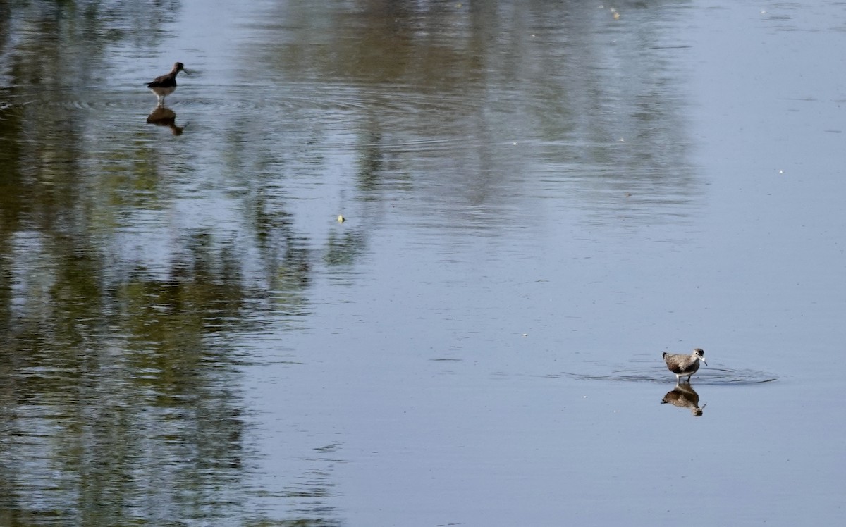 Einsiedelwasserläufer - ML650698275