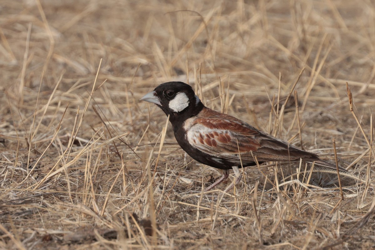 Chestnut-backed Sparrow-Lark - ML650698305