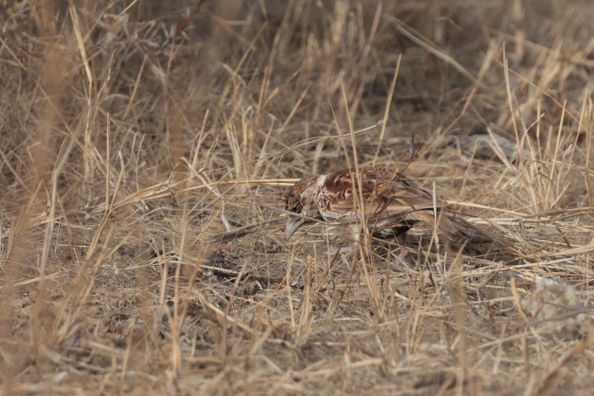 Chestnut-backed Sparrow-Lark - ML650698343