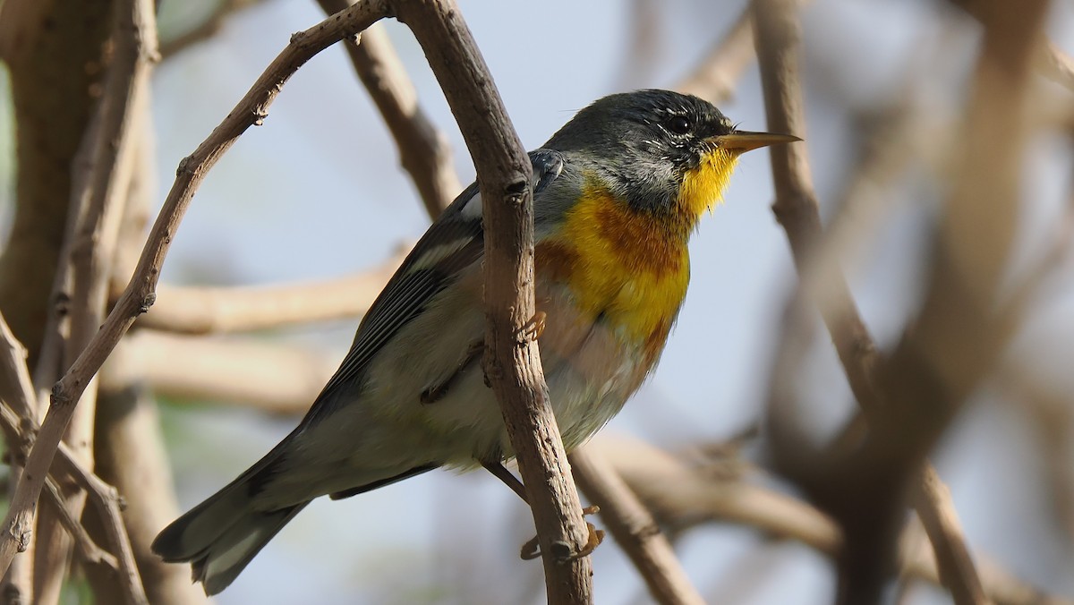Northern Parula - ML650698363