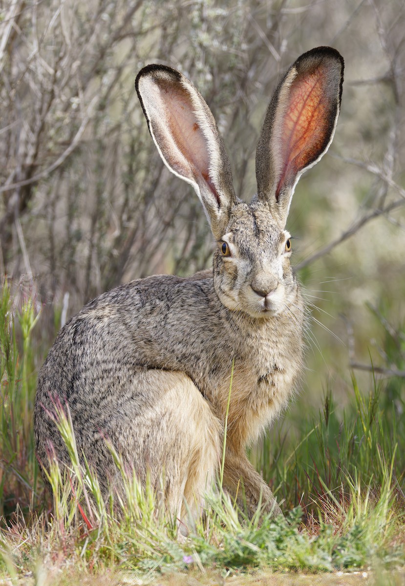 Animals - ML650698384