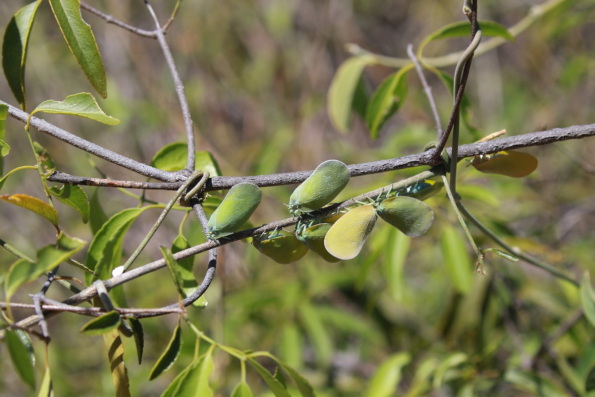 Flatid Leaf Bug - ML650698452