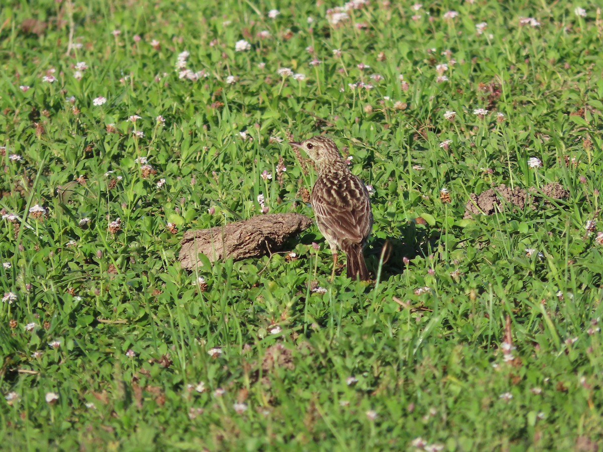 gresspiplerke - ML650698748