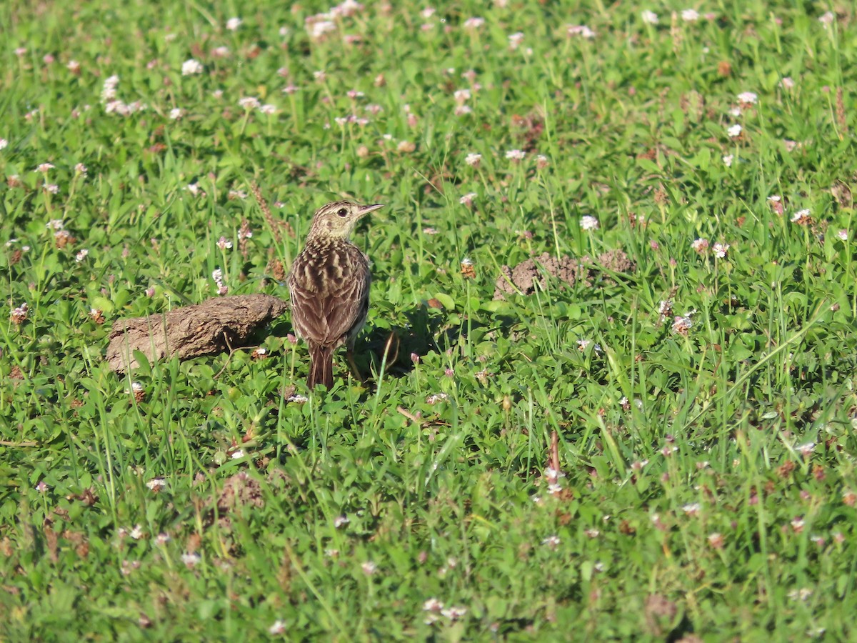 gresspiplerke - ML650698750