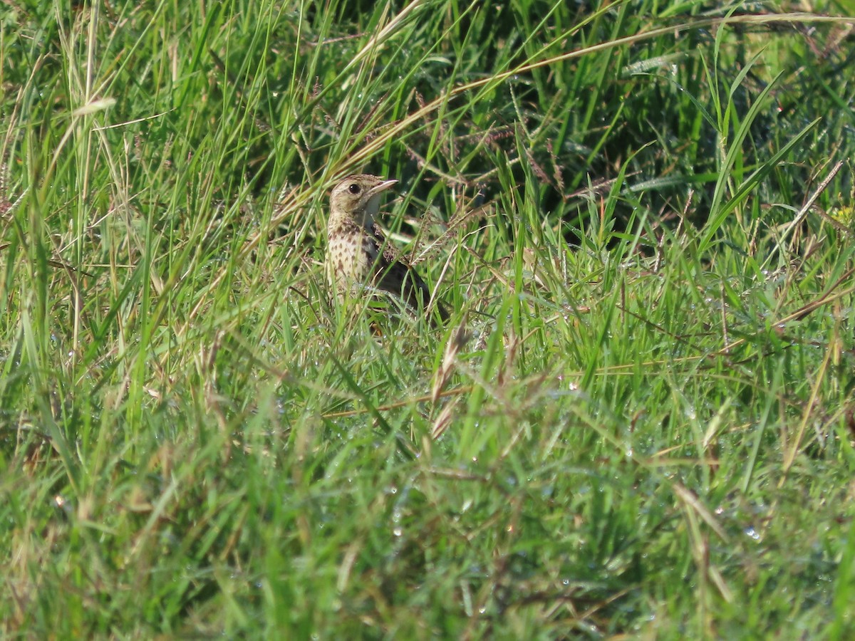 gresspiplerke - ML650698756