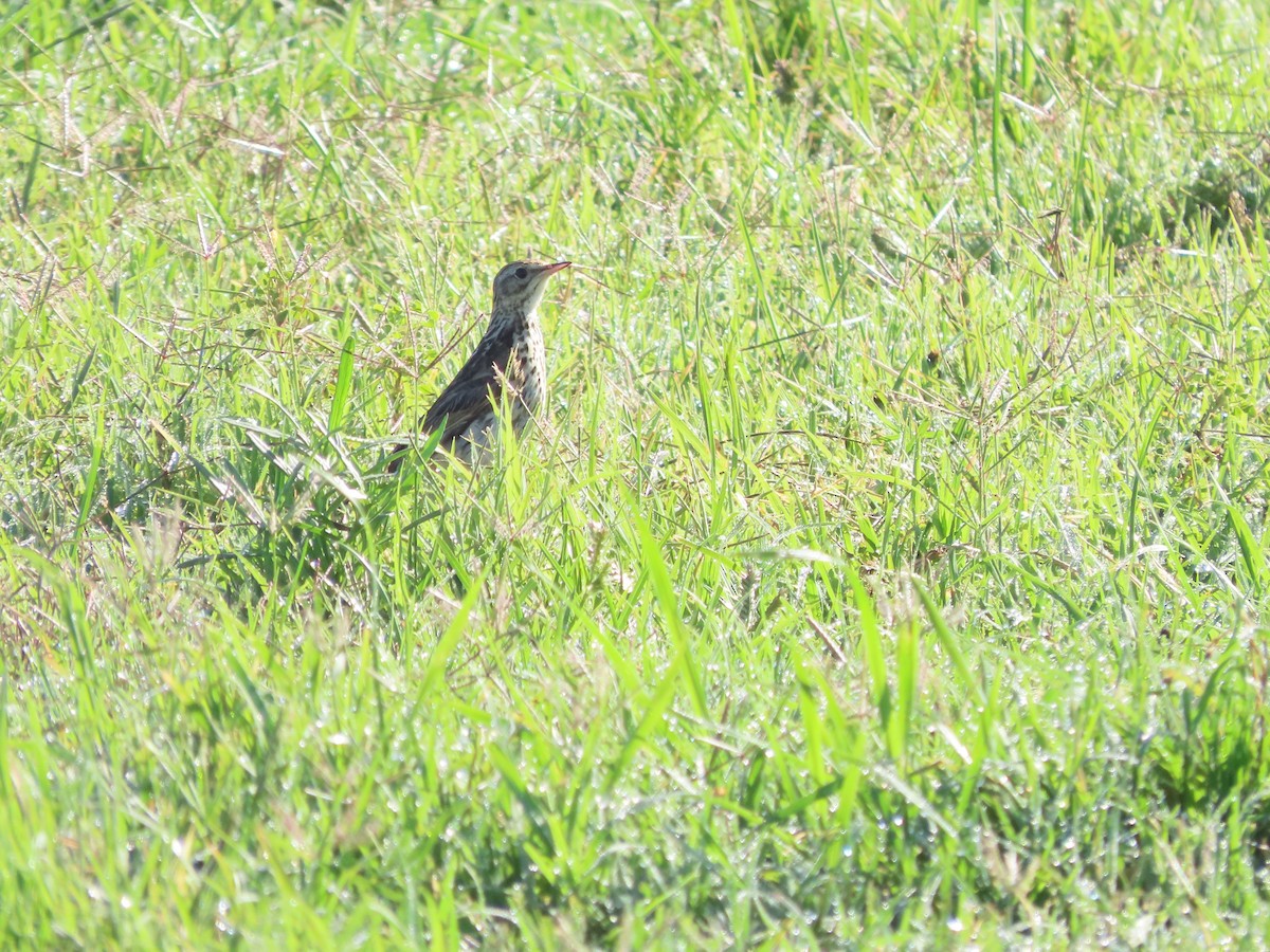 gresspiplerke - ML650698757