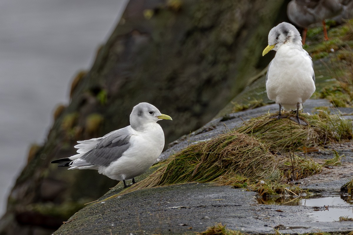 Black-legged Kittiwake - ML650699326