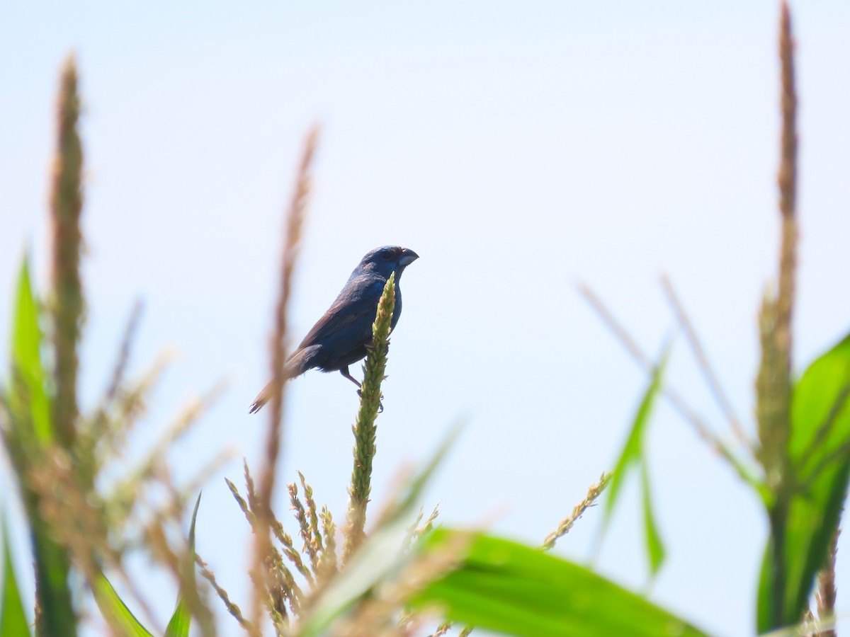 kobolttykknebb - ML650699533