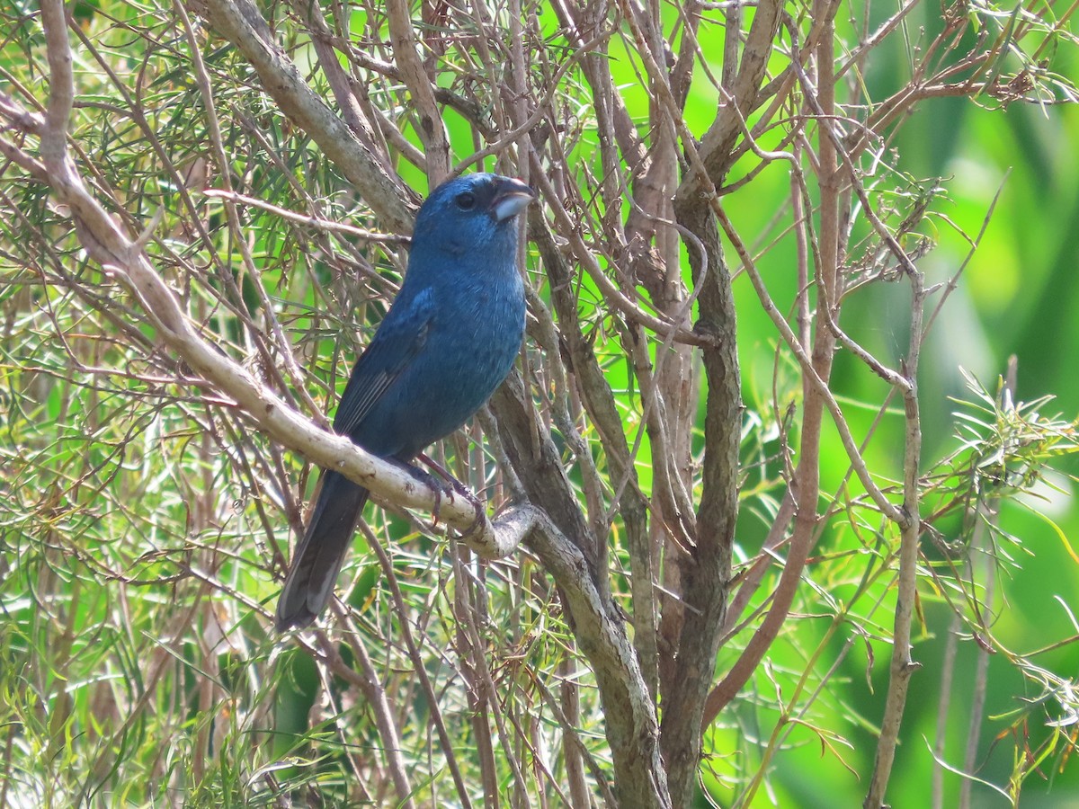 kobolttykknebb - ML650699543