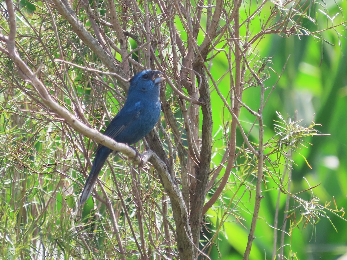 kobolttykknebb - ML650699544