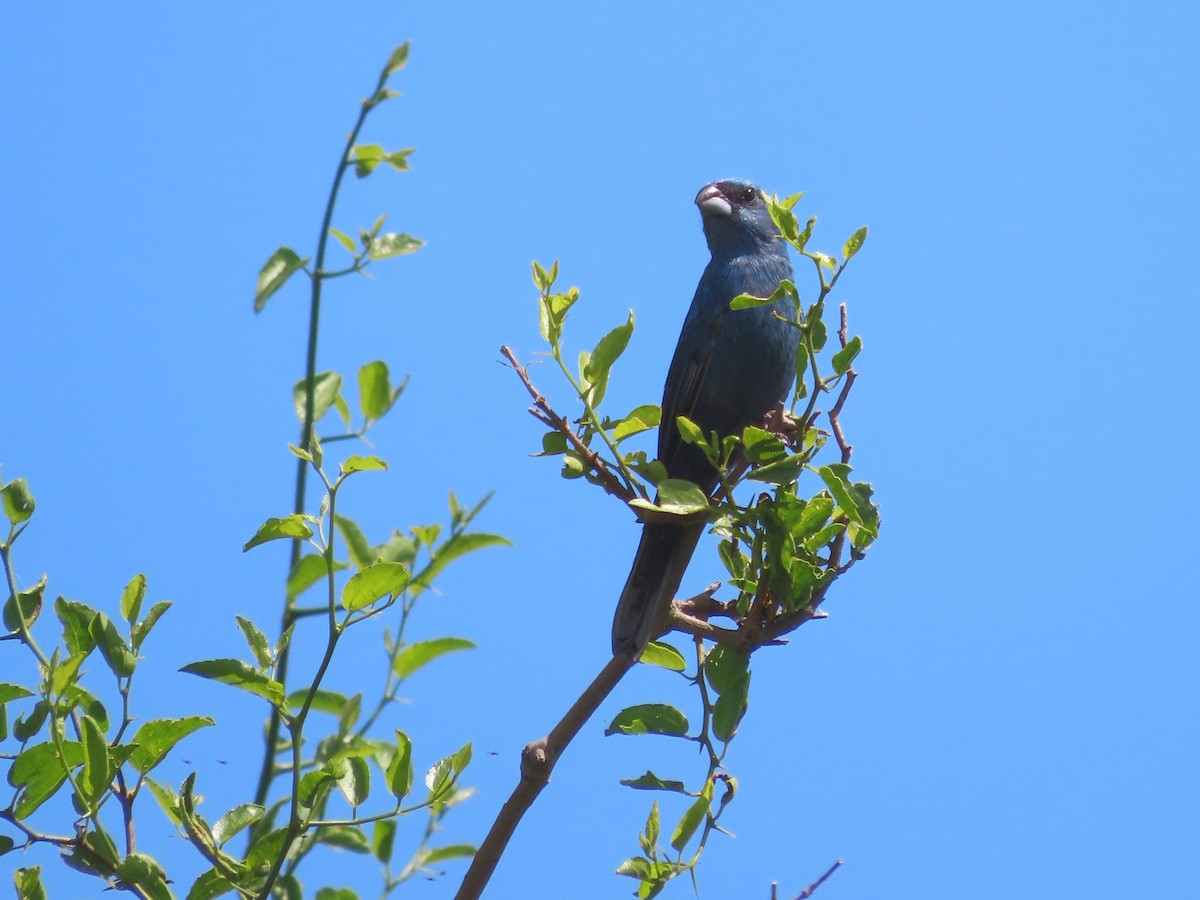 kobolttykknebb - ML650699547