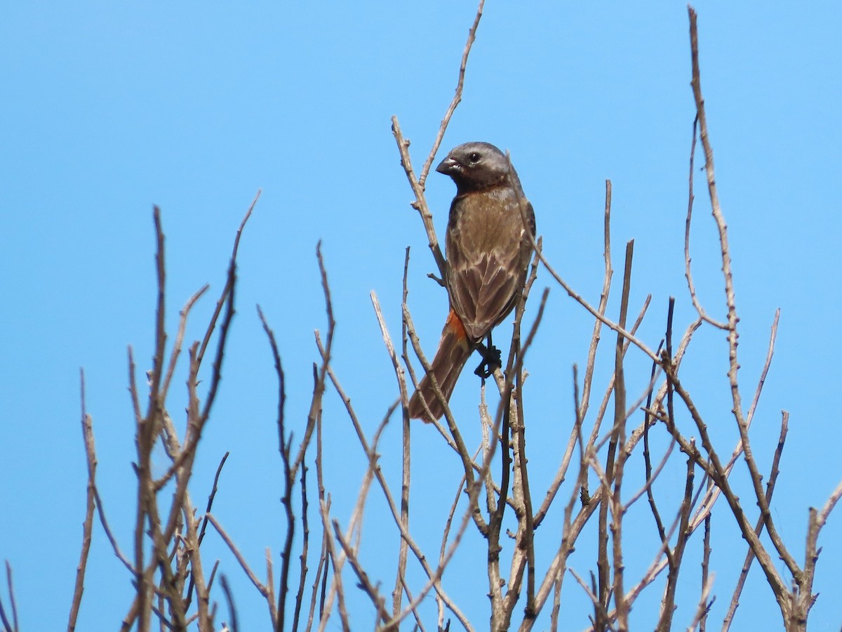 svartstrupefrøeter - ML650699557