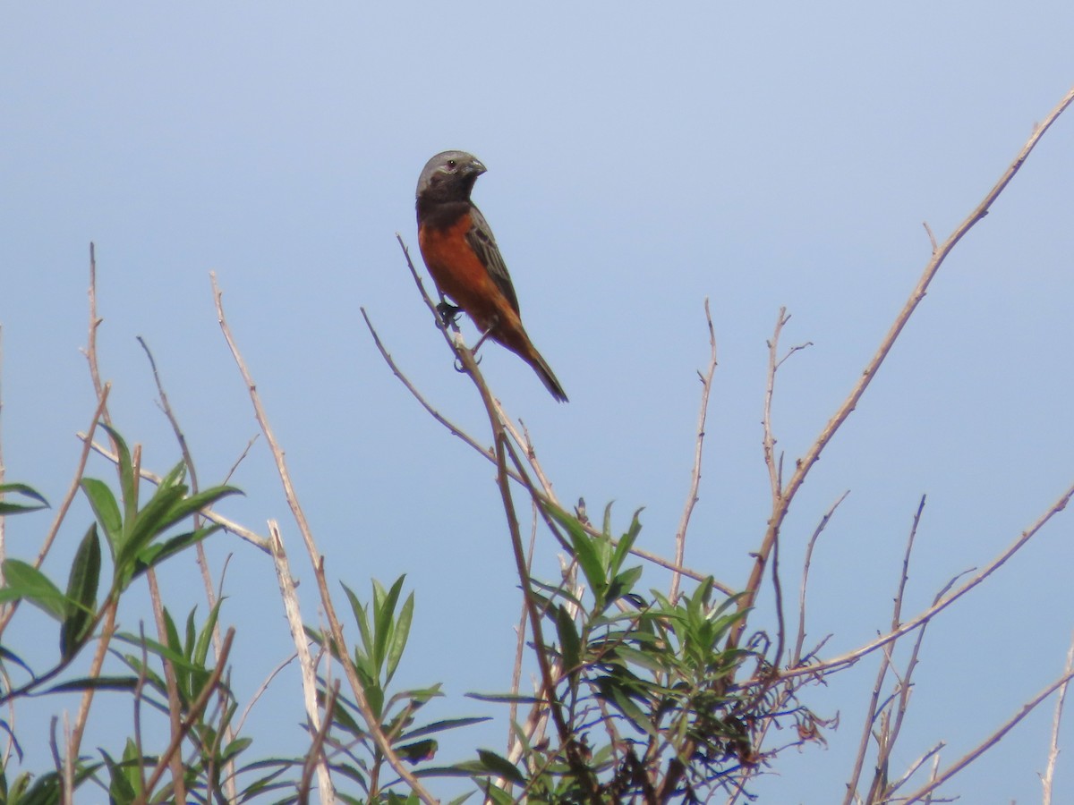 svartstrupefrøeter - ML650699558