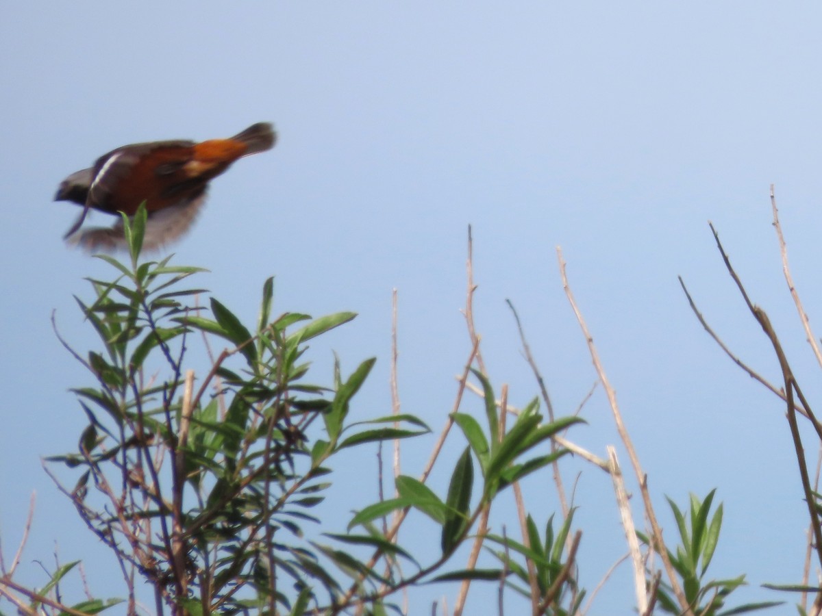 svartstrupefrøeter - ML650699563