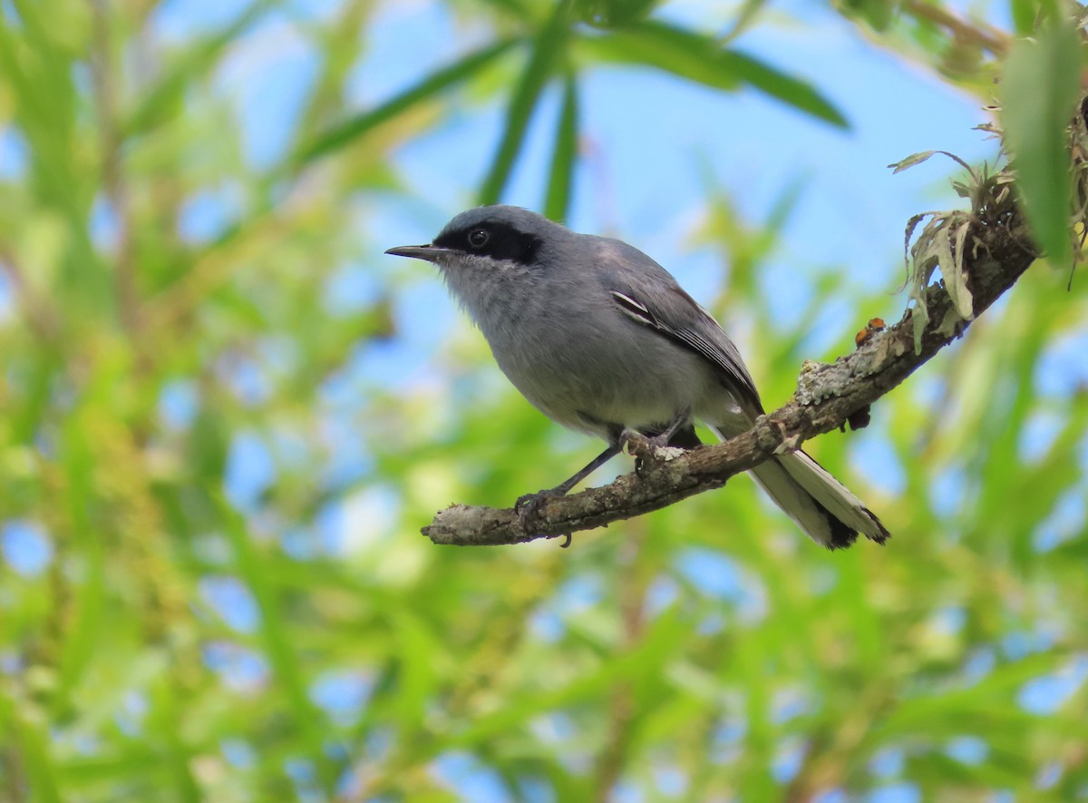 maskemyggsmett - ML650699568