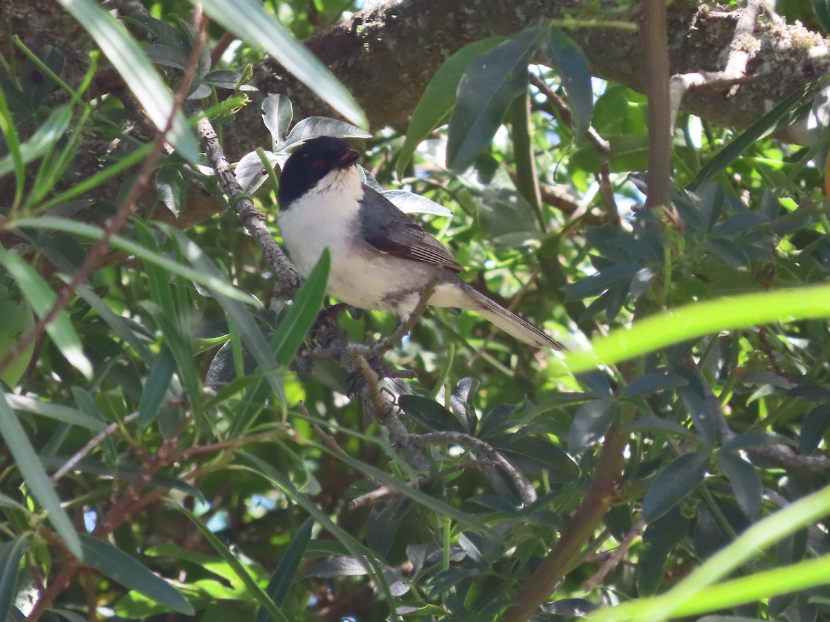 munkespurv - ML650699576