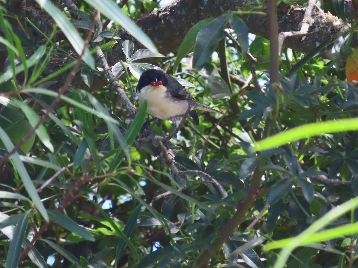 munkespurv - ML650699577