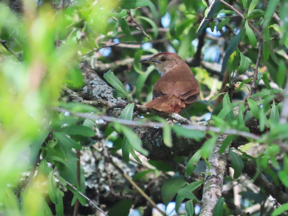 smussbrysttornfugl - ML650699633