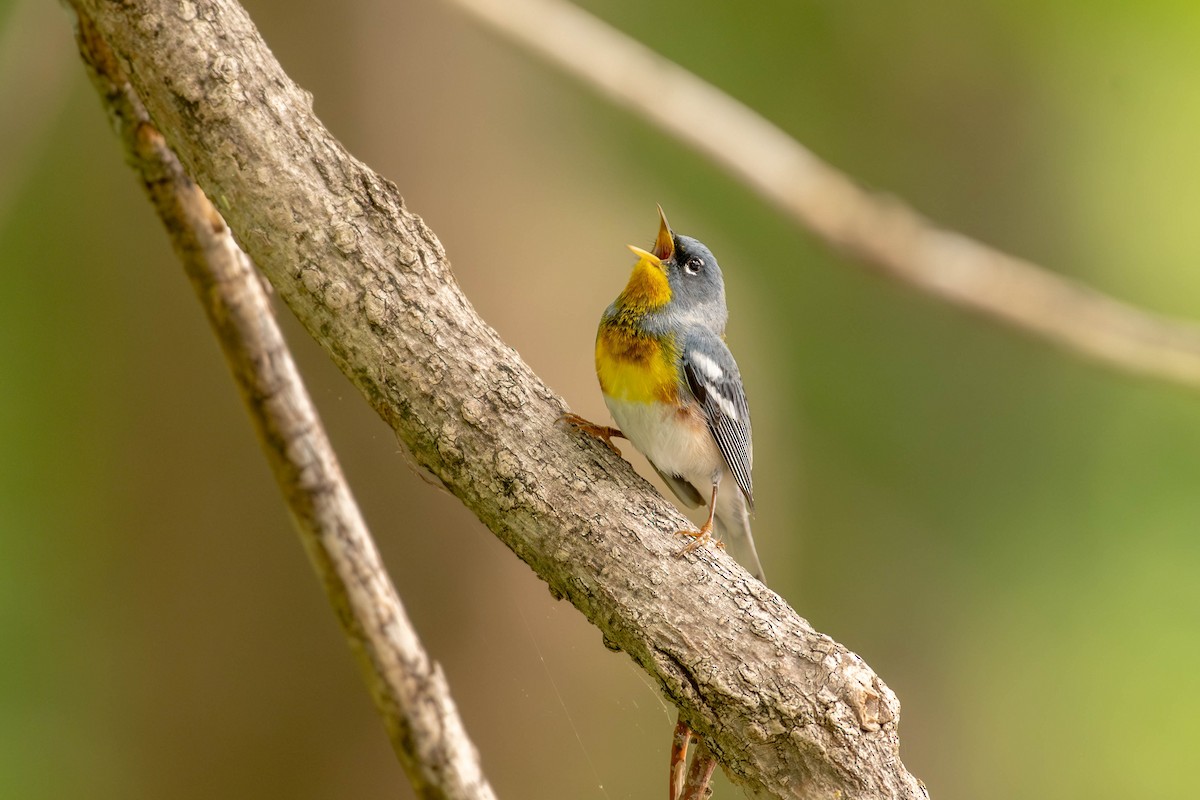 Northern Parula - ML650699787