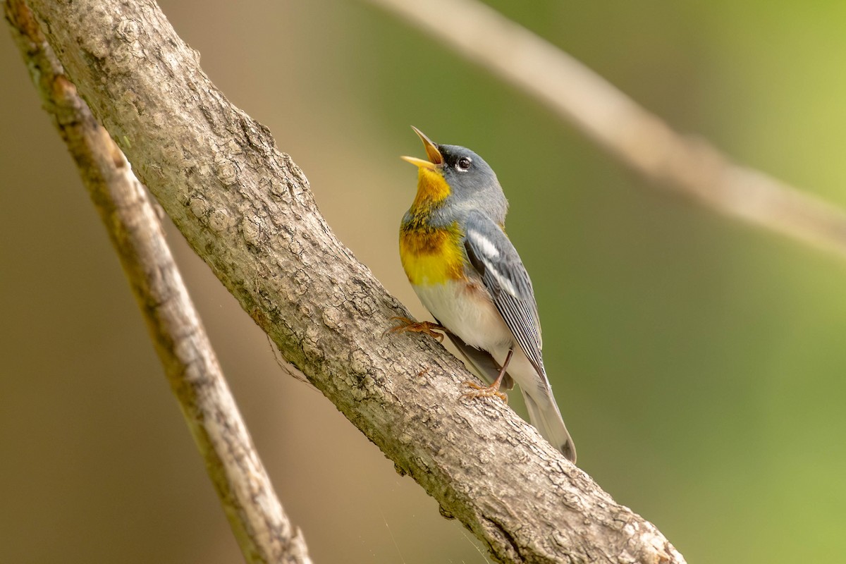 Northern Parula - ML650699788