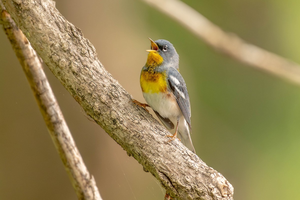 Northern Parula - ML650699789