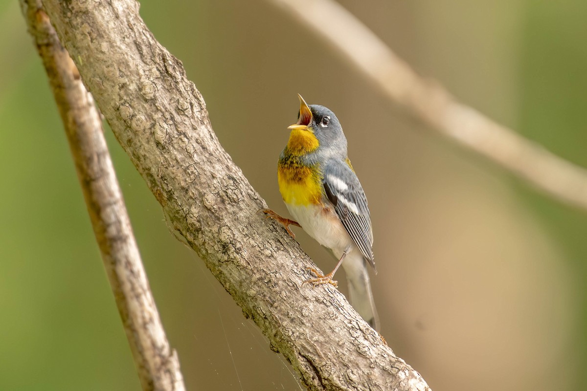 Northern Parula - ML650699791