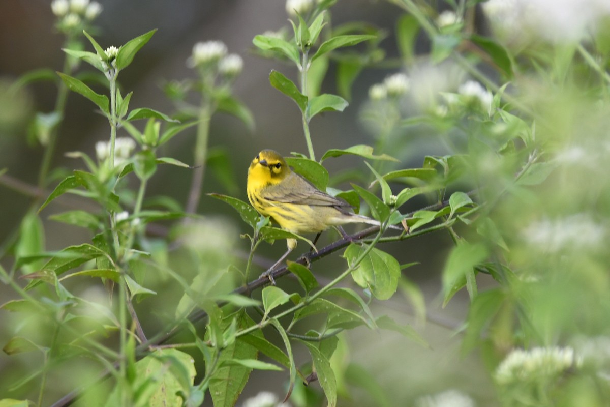 Prairie Warbler - ML650699855