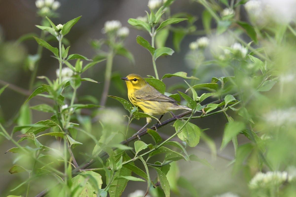 Prairie Warbler - ML650699856