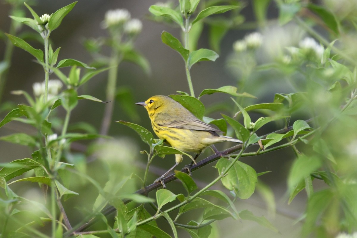 Prairie Warbler - ML650699857