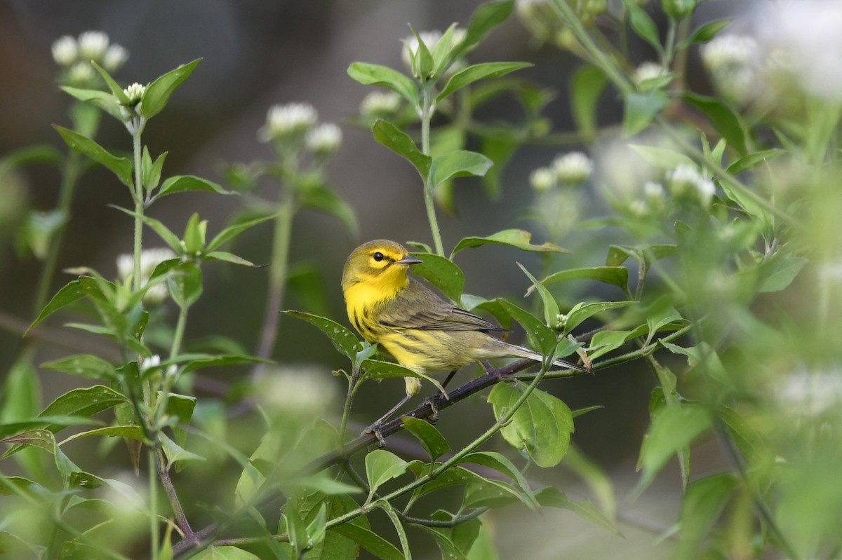 Prairie Warbler - ML650699858