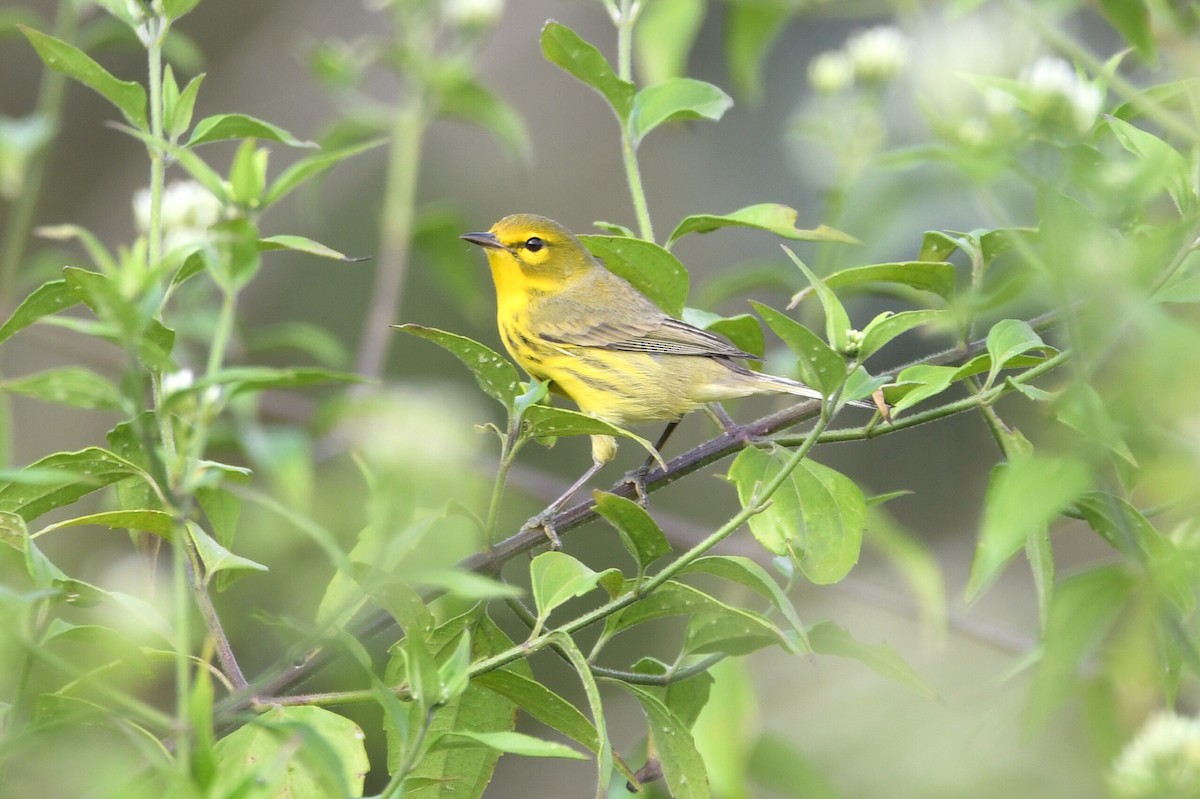 Prairie Warbler - ML650699859