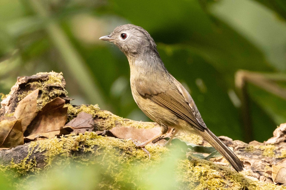 Альципа юнанська - ML650699876